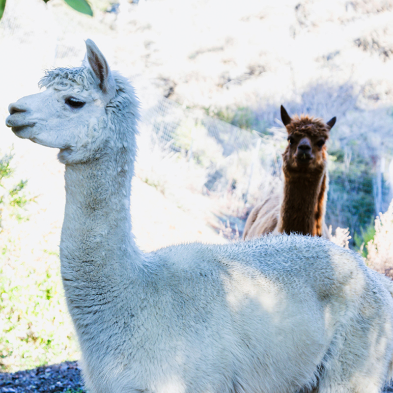 2 Alpacas at the best preschool near me in Oakland, CA